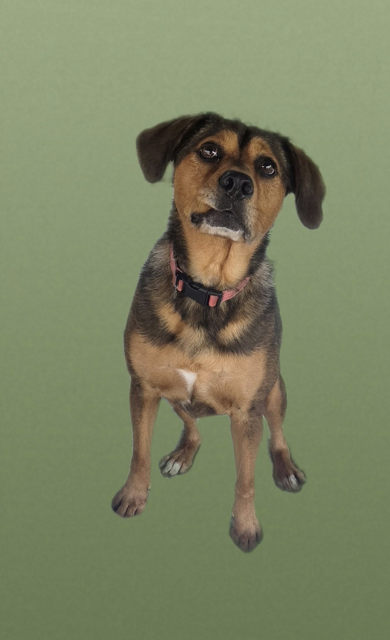 adoptable Dog in Martinsburg, WV named Rooney