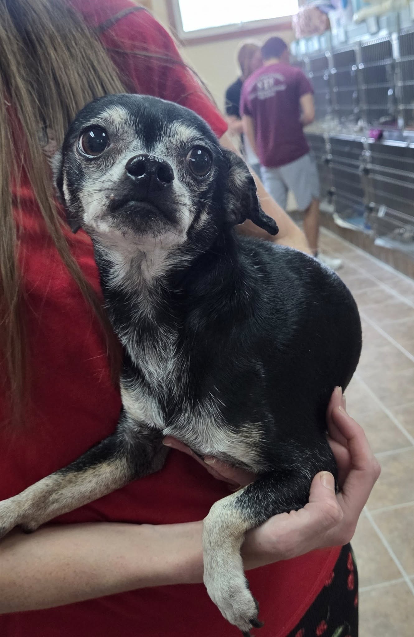 adoptable Dog in Martinsburg, WV named Dexter