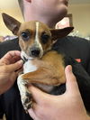 adoptable Dog in  named Maddie