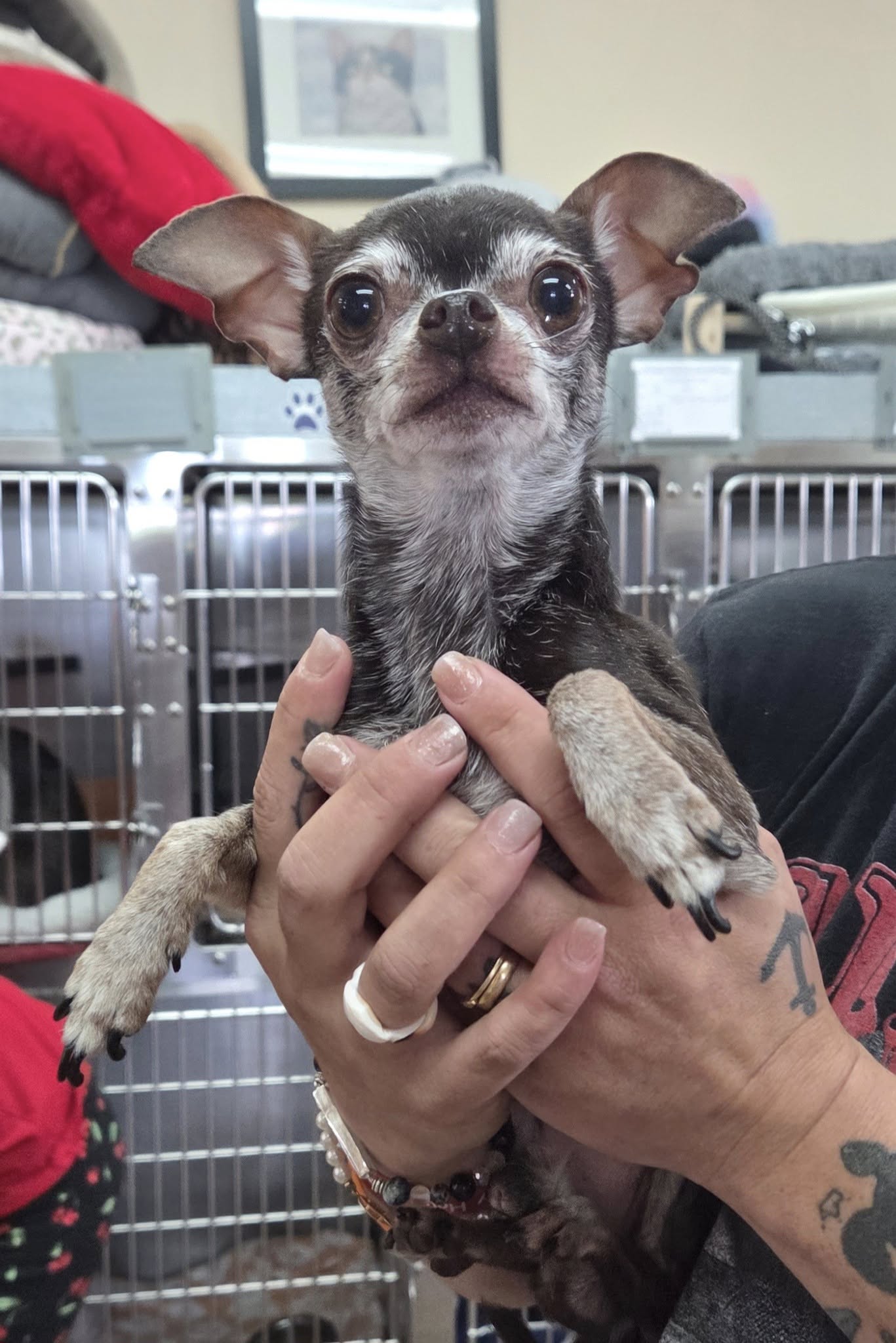 adoptable Dog in Martinsburg, WV named Taco