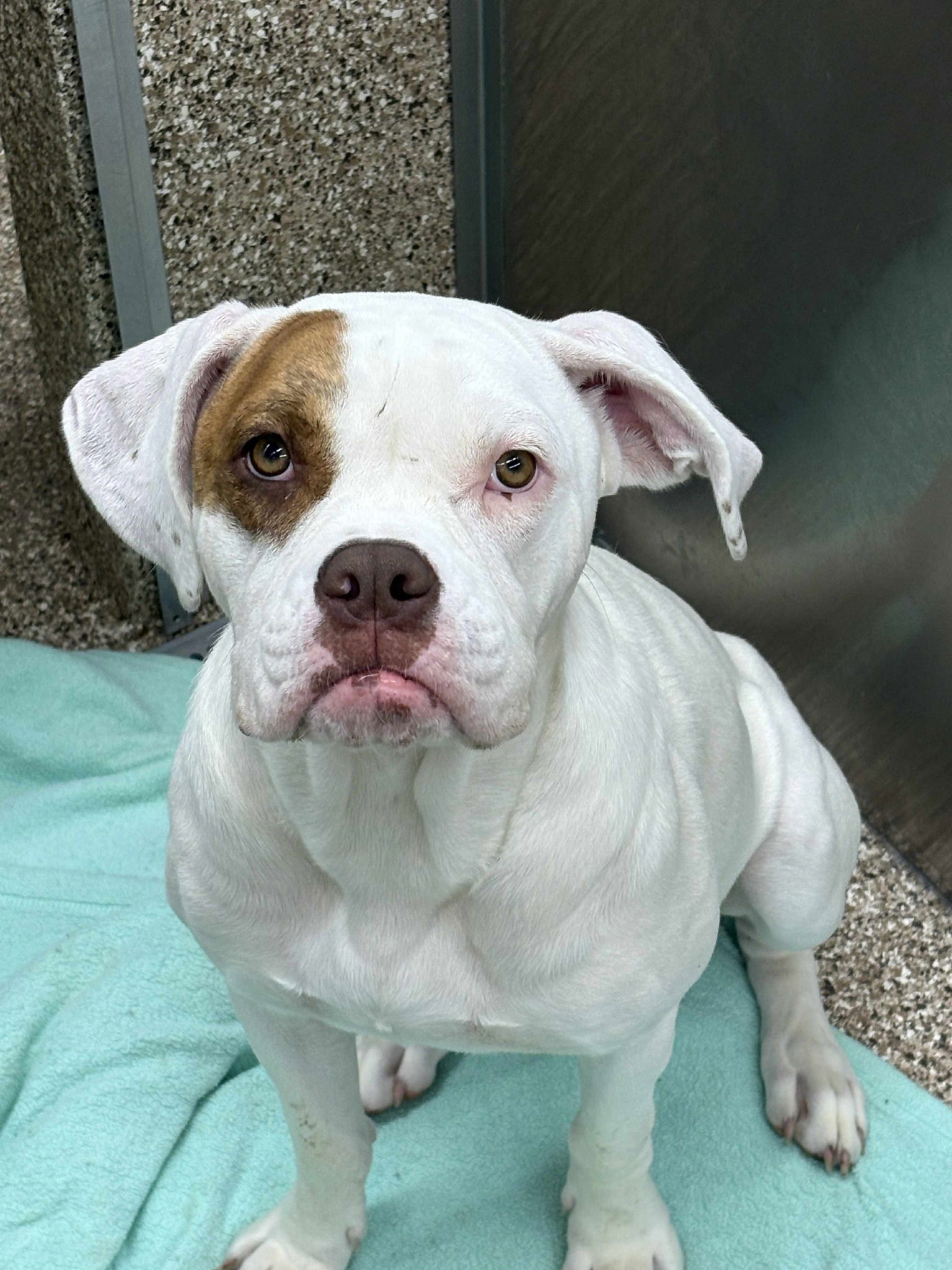 adoptable Dog in Martinsburg, WV named Lilly
