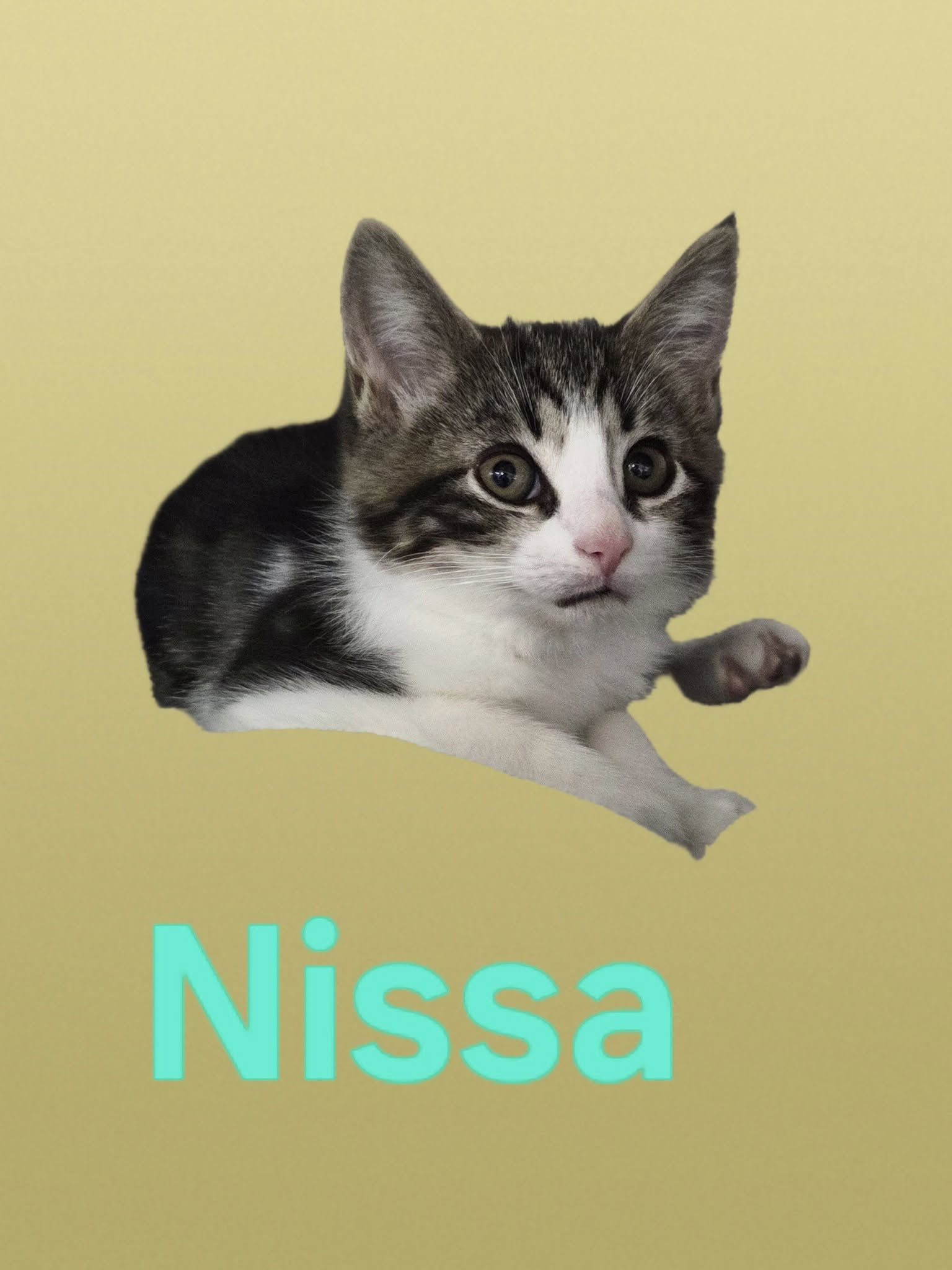adoptable Cat in Martinsburg, WV named Nissa