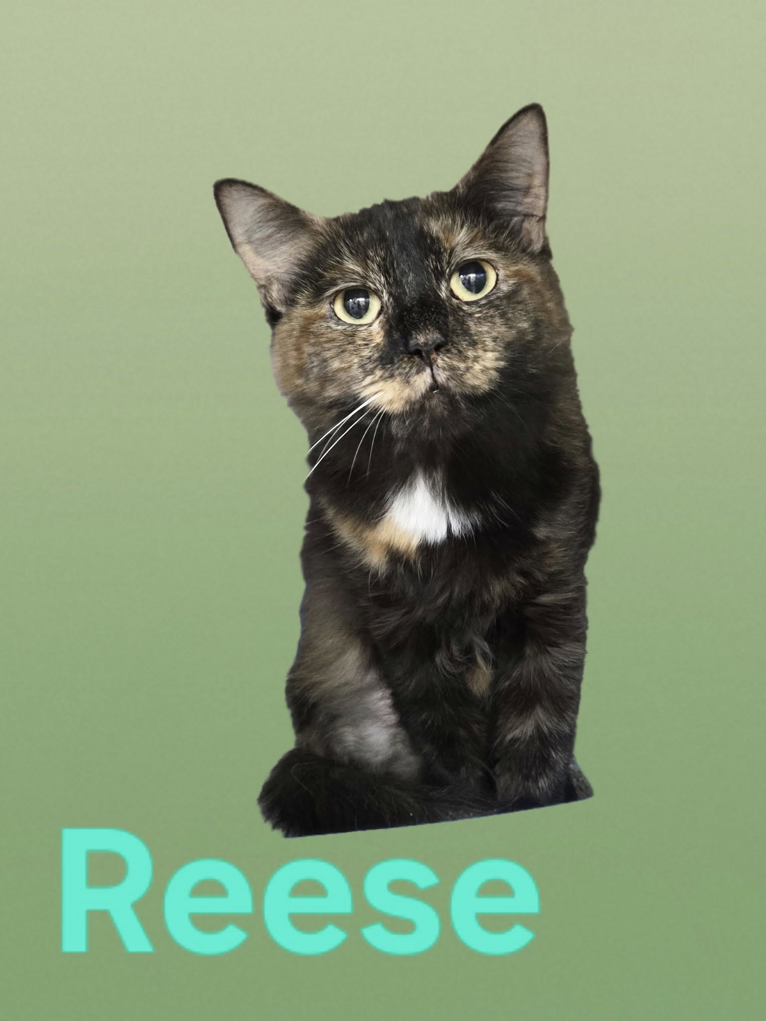 adoptable Cat in Martinsburg, WV named Reese