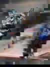 adoptable Cat in , WV named Reese