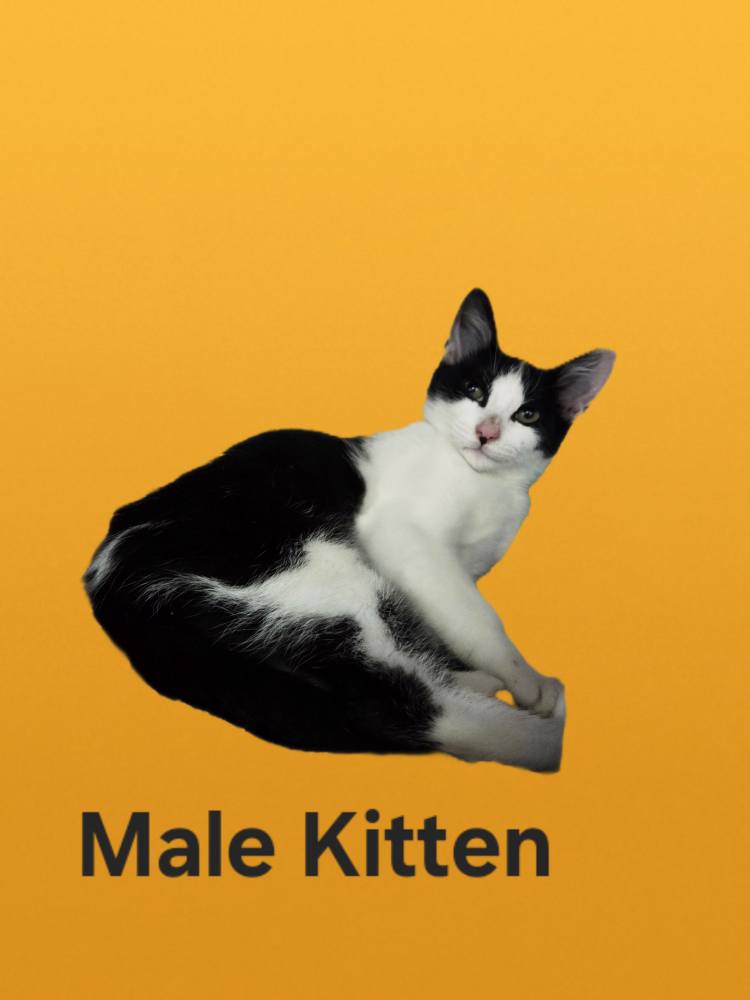 adoptable Cat in Martinsburg, WV named Male Tuxedo Kitten