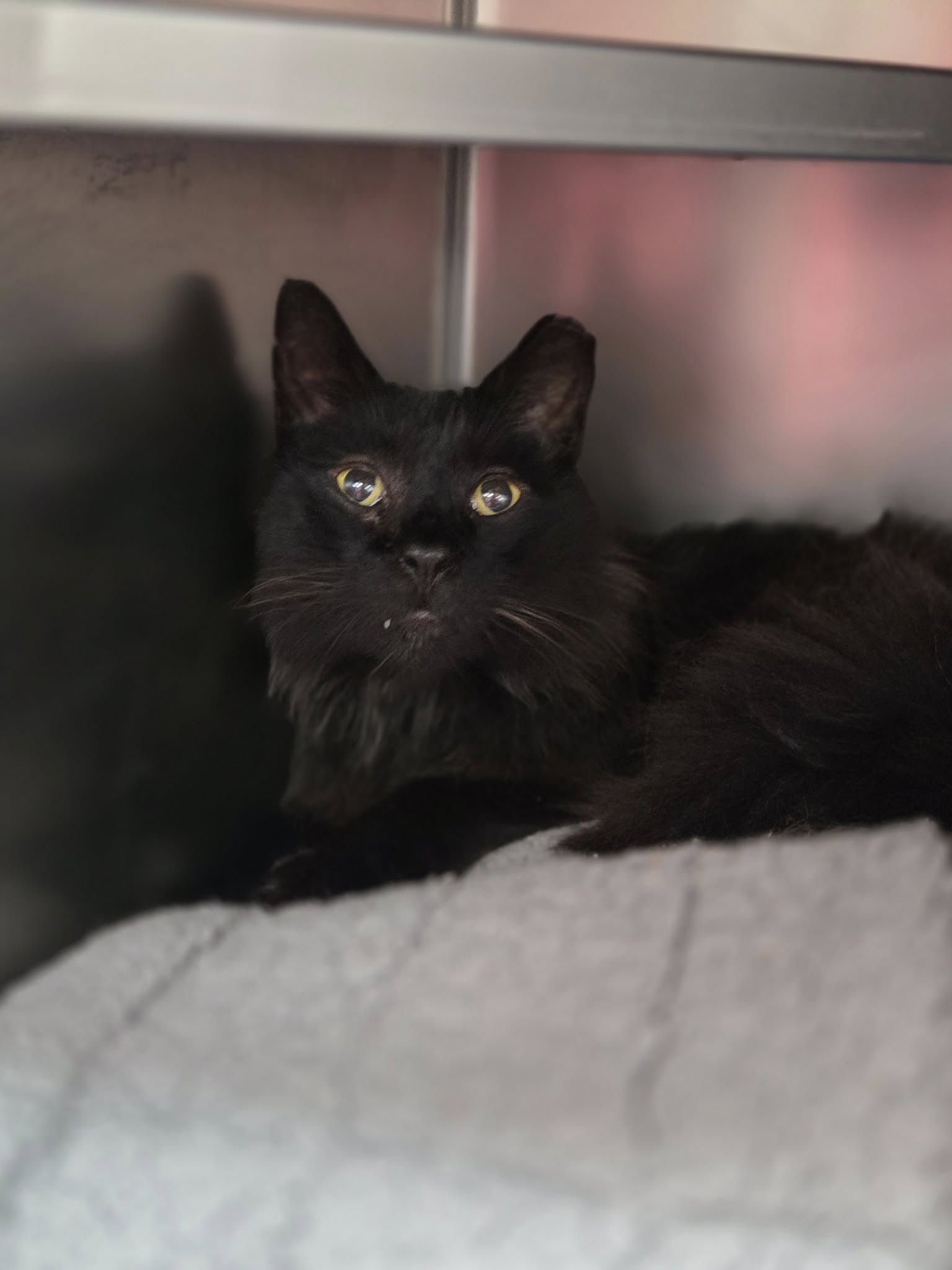 adoptable Cat in Martinsburg, WV named Fluff