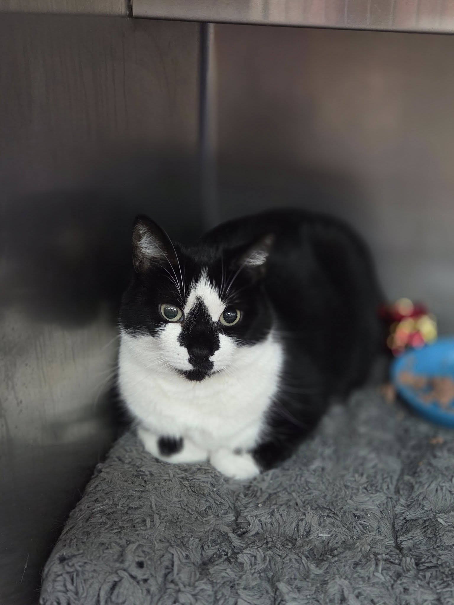 adoptable Cat in Martinsburg, WV named Penelope