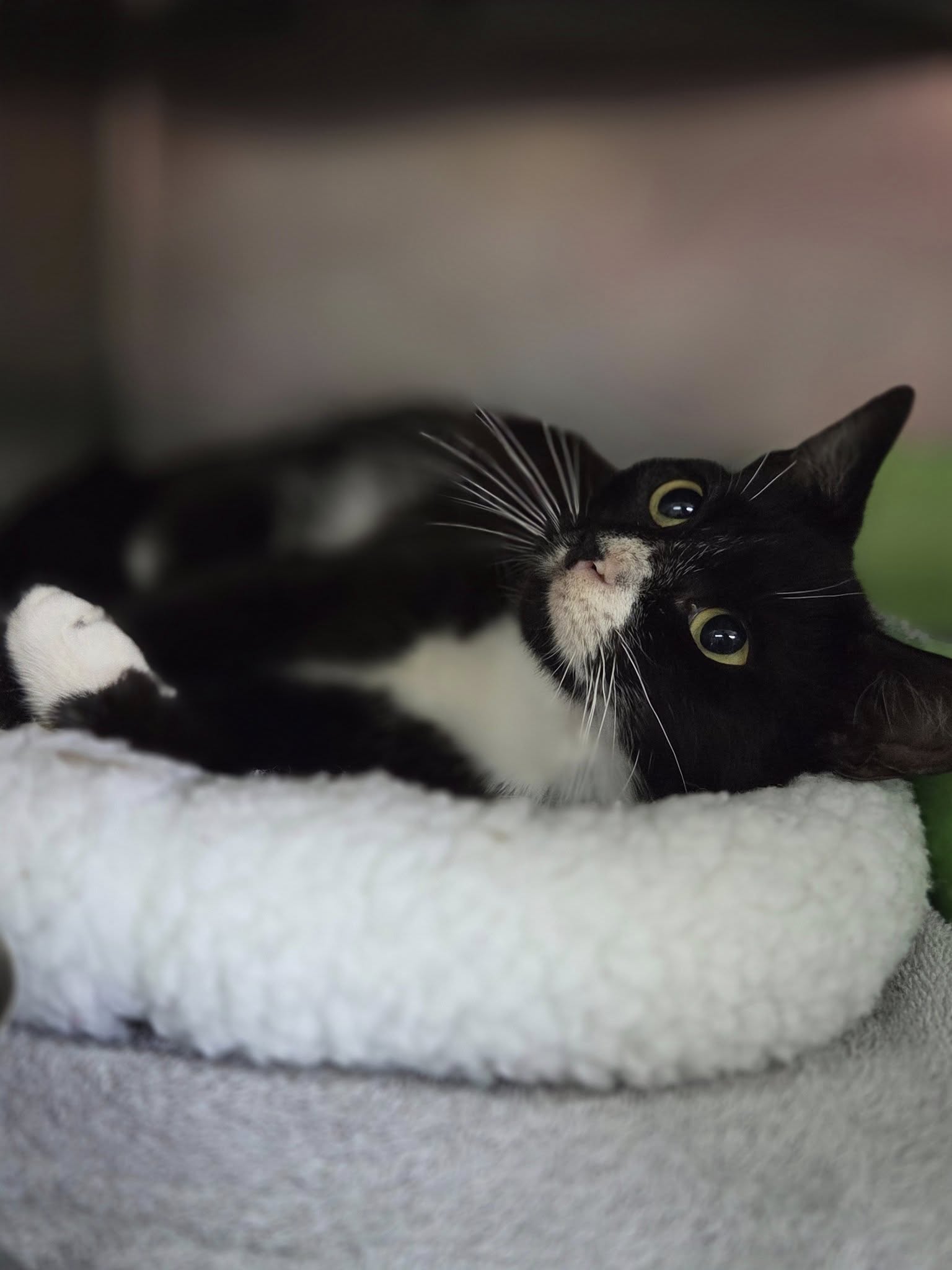 adoptable Cat in Martinsburg, WV named Blackie