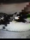 adoptable Cat in  named Blackie