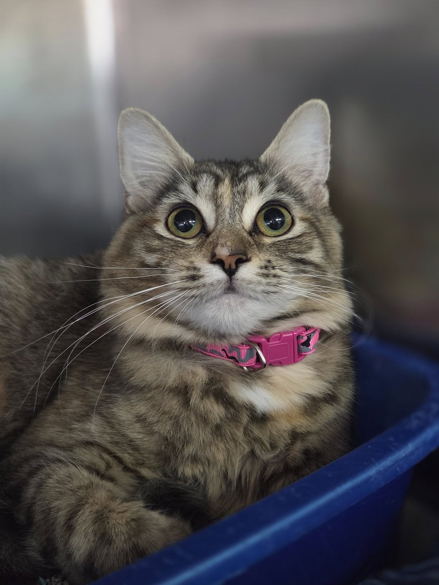 adoptable Cat in Martinsburg, WV named Echo