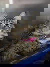 adoptable Cat in  named Echo