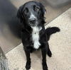 adoptable Dog in , WV named Beau