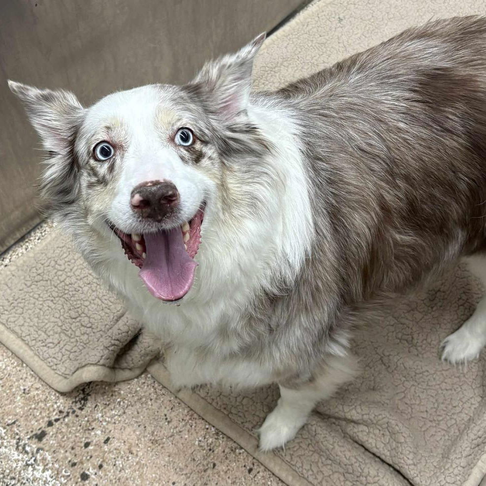 adoptable Dog in Martinsburg, WV named Gracie May