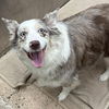 adoptable Dog in  named Gracie May