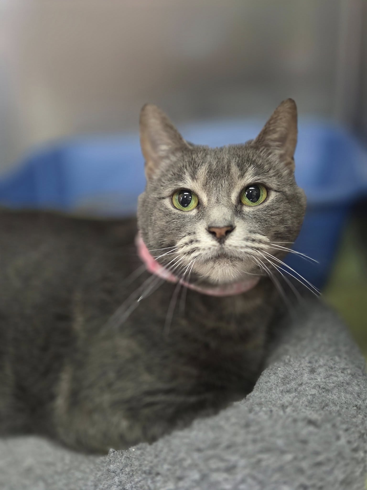 adoptable Cat in Martinsburg, WV named Hazel