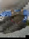 adoptable Cat in  named Hazel
