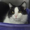 adoptable Cat in  named Pita