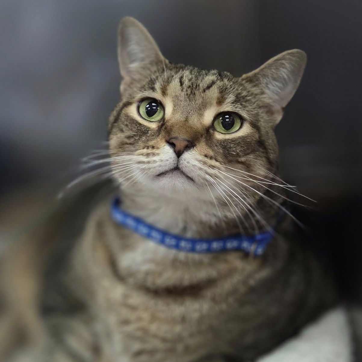 adoptable Cat in Martinsburg, WV named Happy