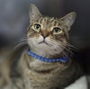 adoptable Cat in  named Happy