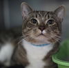 adoptable Cat in  named Arlo