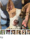 adoptable Dog in , WV named Fiji