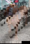 adoptable Dog in , WV named Copper