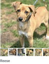 adoptable Dog in  named Reese