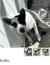 adoptable Dog in , WV named Puffin and Piccolo