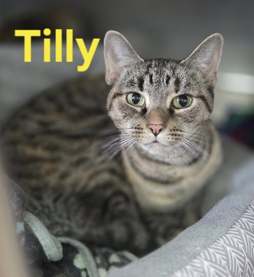 picture of the cat needing adoption