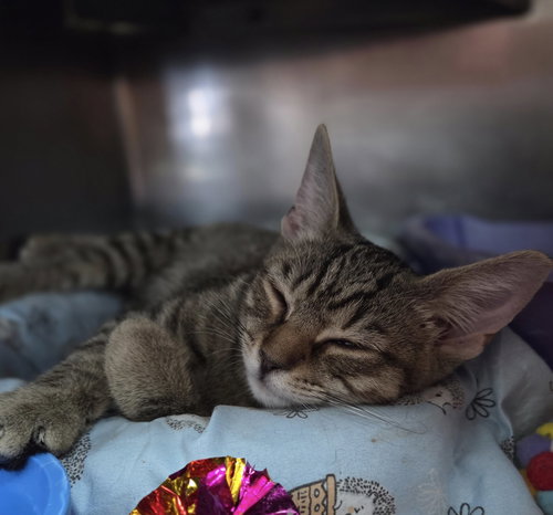 picture of the cat needing adoption