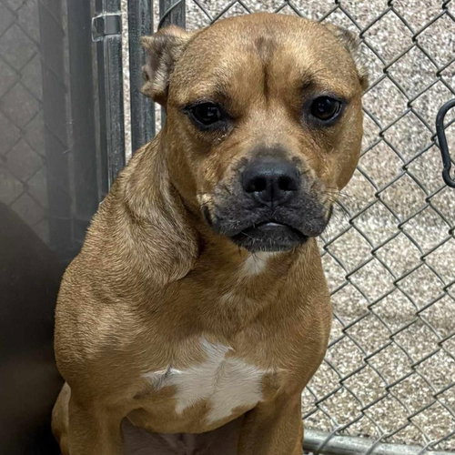 picture of the dog needing adoption