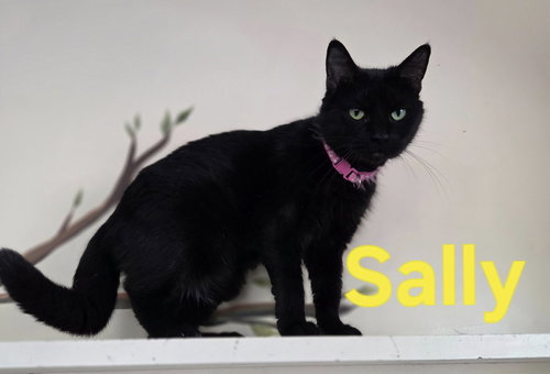 SALLY - Domestic Short Hair available for adoption