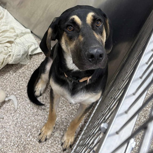 picture of the dog needing adoption