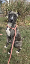 Dexter - Photo 1