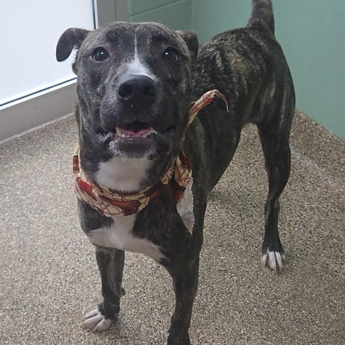 DEXTER - Pit Bull Terrier available for adoption
