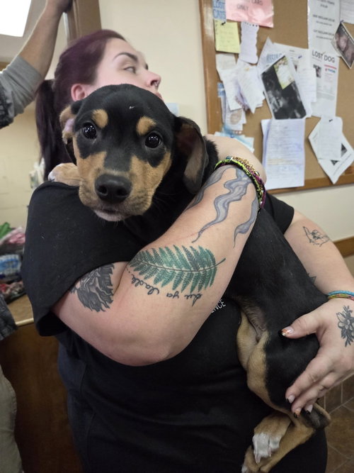 picture of the dog needing adoption