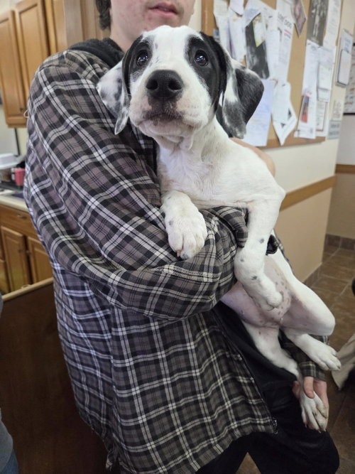 picture of the dog needing adoption