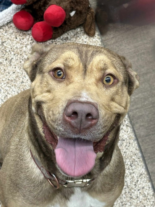 picture of the dog needing adoption