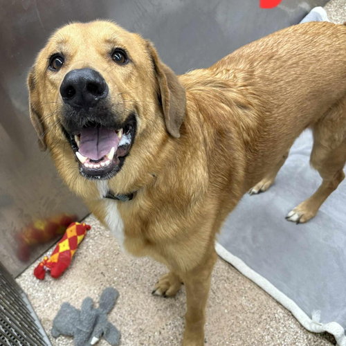 picture of the dog needing adoption