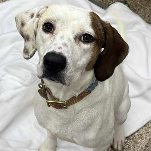 picture of the dog needing adoption