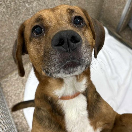 picture of the dog needing adoption