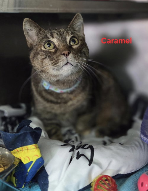 CARAMEL - Tabby available for adoption