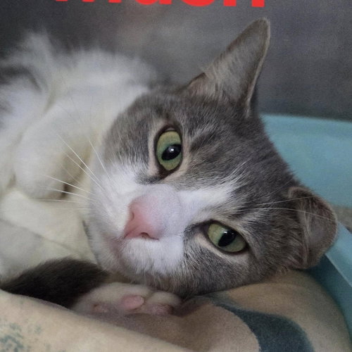 MUSH - Tabby available for adoption