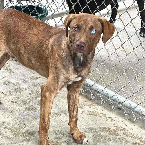 picture of the dog needing adoption
