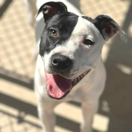 picture of the dog needing adoption