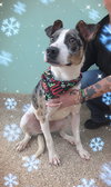 Elmore - Photo 1