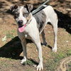 Elmore - Photo 2