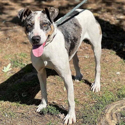ELMORE - Terrier available for adoption