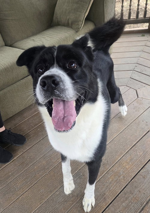 KOLA - Cane Corso Mastiff / Border Collie available for adoption