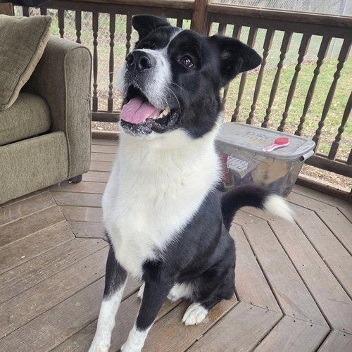 KOLA - Cane Corso Mastiff / Border Collie available for adoption